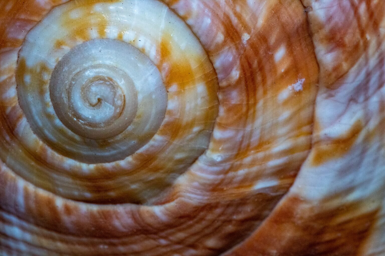golden ratio shell spiral