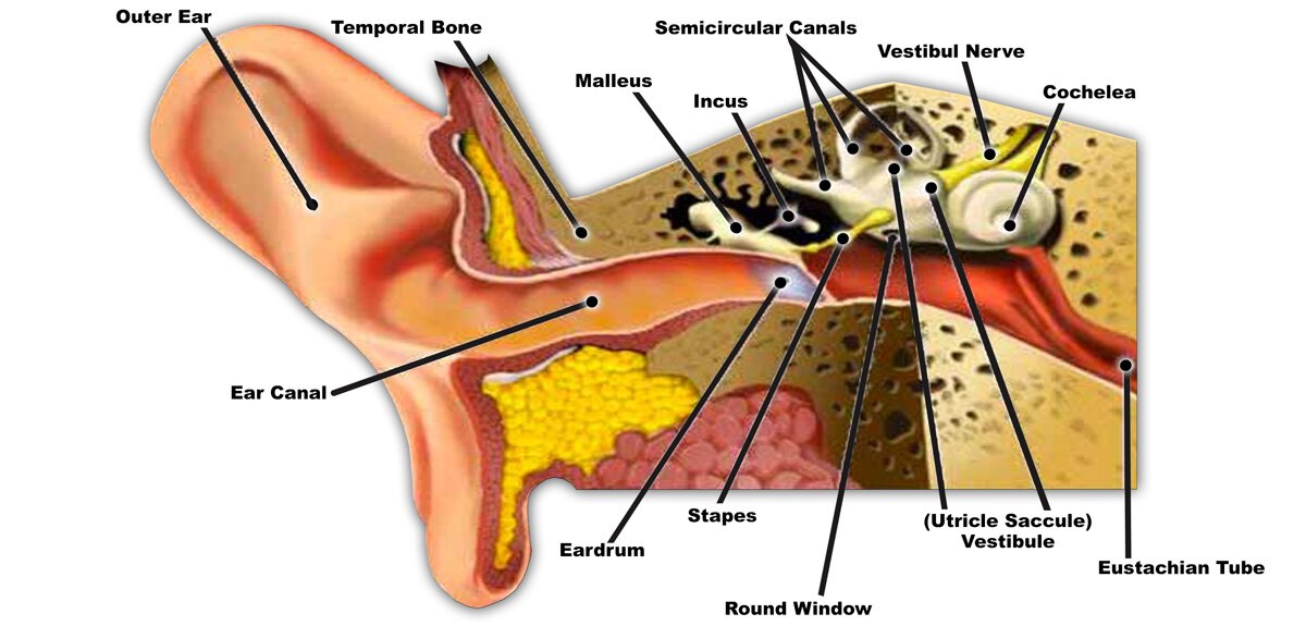 Tinnitus Ear diagram infographic